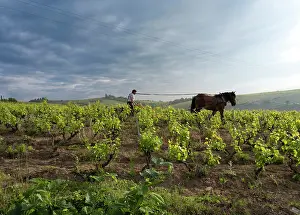 Domaine: Ploughing, vineyards, Chiroubles, Beaujolais, France