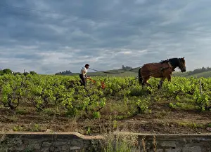 Domaine: Ploughing, vineyards, Chiroubles, Beaujolais, France