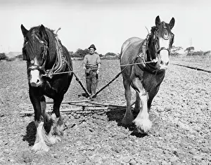 Brasses: Ploughman with two horses, Hayle, Cornwall