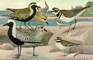 Plover: Plover