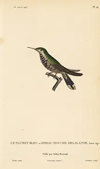 Colibri: Plovercrest, Stephanoxis lalandi (Ornismya
