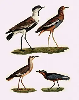 Vanellus: Plovers, Dotterel, and Godwit
