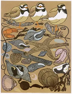 Razor: Three Plovers, Ten shells