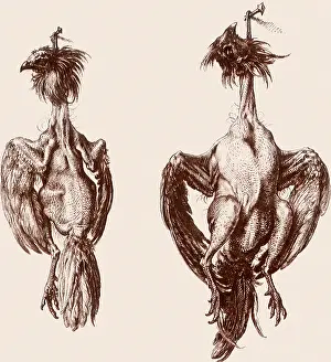 Nails: Plucked Chickens Hanging from Nails