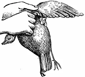 Plucking: Plucking a small game bird