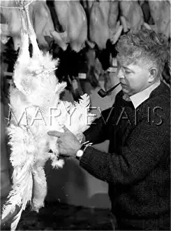 Plucks: PLUCKING TURKEYS