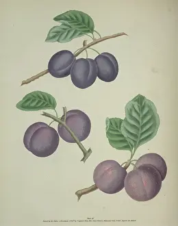 Amygdaleae: The Plum