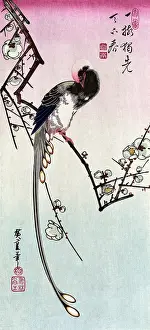 Magpie: Plum Blossom and Magpie, 19th Century