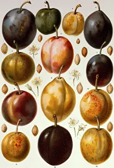 Prunes: Plum fruit