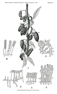 Pruni: Plum - Fruit - Food - Agriculture