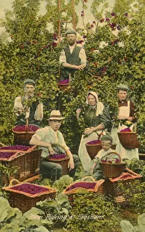 Plum picking at Evesham, Worcestershire