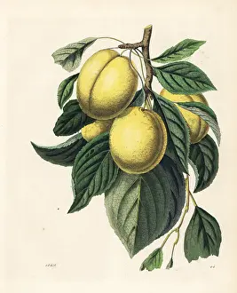 Welt: Plum or prune, Prunus domestica