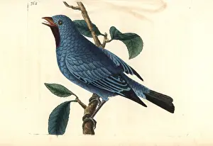 Cotinga: Plum-throated cotinga, Cotinga maynana