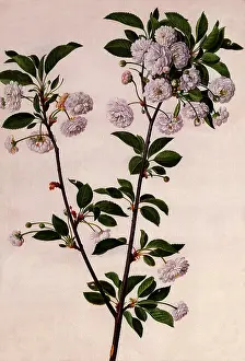 Prunus: Plum Tree Botanical