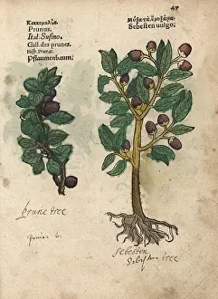 Lonicer: Plum tree, Prunus domestica, and siricote