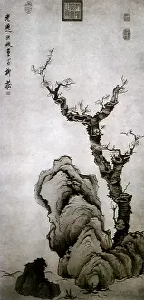 Plum: Plum Tree and Rocks