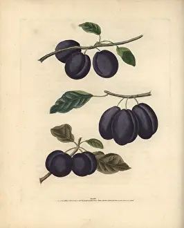 Britannica: Plum varieties, Prunus domestica