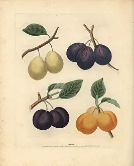 Britannica: Plum varieties, Prunus domestica