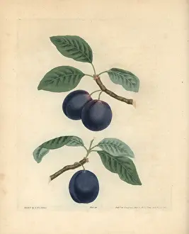 Britannica: Plum varieties, Prunus domestica