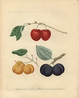 Britannica: Plum varieties, Prunus domestica
