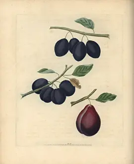 Britannica: Plum varieties, Prunus domestica