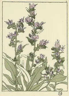 Pochoir: Plumbago