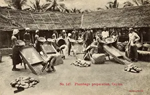 Plantations: Plumbago preparation, Ceylon (Sri Lanka)