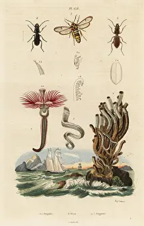 August Dumenil: Plume worm, hornet moth and beetles