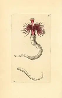 Nodders: Plume worm, Serpula vermicularis