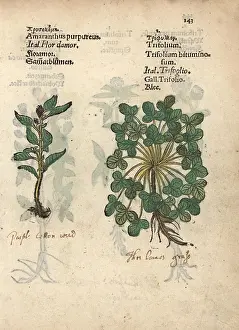 Amaranthus: Plumed cockscomb, Celosia argentea, and clover