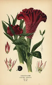 Reticulata: Plumed cockscomb or silver cock's comb, Celosia argentea