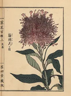 Yamada: Plumed cockscomb variety, Celosia argentea