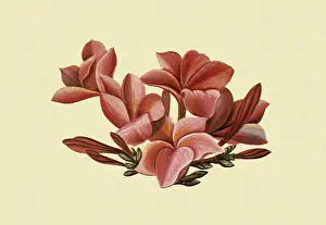 Flore: Plumeria Flore Rosea