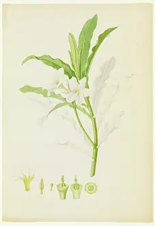 Bauer: Plumeria sp. lei flower