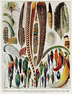 Plumes - feathers
