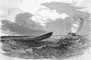 Sighted: PLUMPER SEA SERPENT