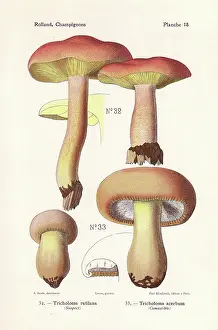 Bessin: Plums and custard mushroom and bitter knight