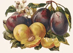 Halved: Plums and Nectarines