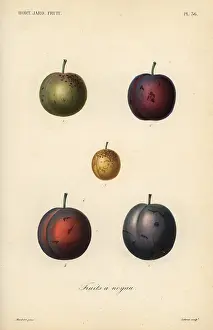 Potager: Plums and prunes, Prunus domestica