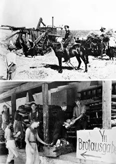 Threshing: Plundering of the USSR in WWII