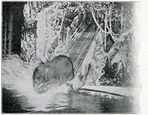 Plunging: Plunging elephants at the London Hippodrome