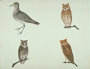 Strigiformes: Pluvalis squatarola, grey plover and other owls