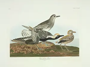 Plover: Pluvialis squatarola, grey plover