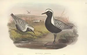 Plover: Pluvialis squatarola, grey plover