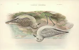 Plover: Pluvialis squatrola, grey plover