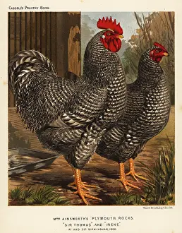 Cockfighting: Plymouth Rock chickens