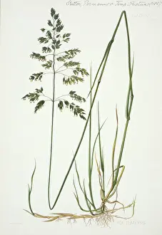 Pratensis: Poa pratensis, smooth meadow-grass