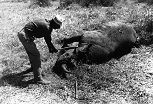 Poacher: Poacher and dead rhino