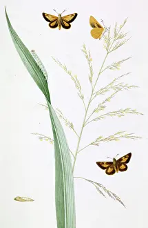 Skipper: Poanes, broad grafs skipper butterfly