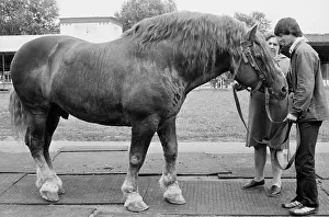 Tons: Pochinkovsky stud farm in Gorkovsky region